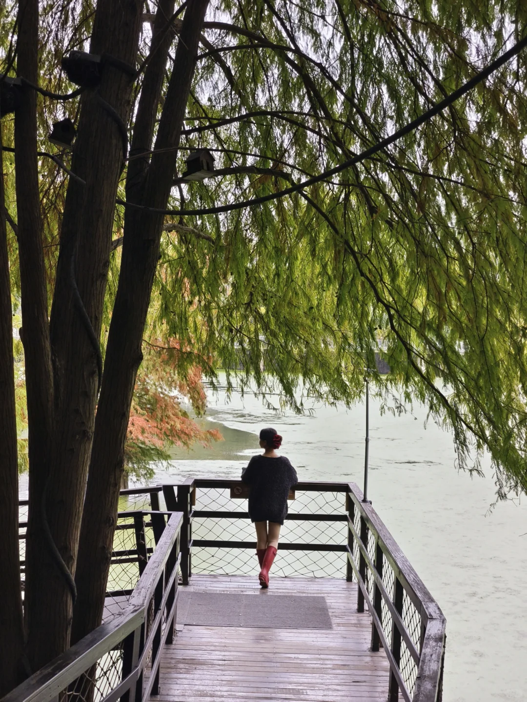 杭州‖水中森林,小仙女们必打卡