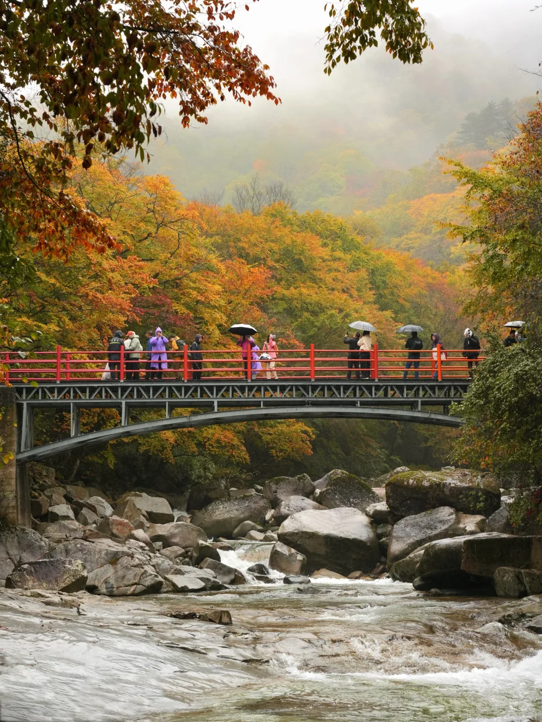 被《国家地理》安利的红叶第一山有多绝❗️