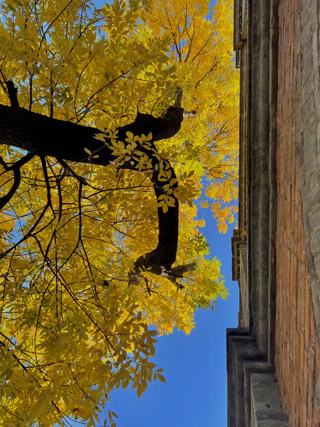 10.21live图｜北平的秋天，我替你看了‼️