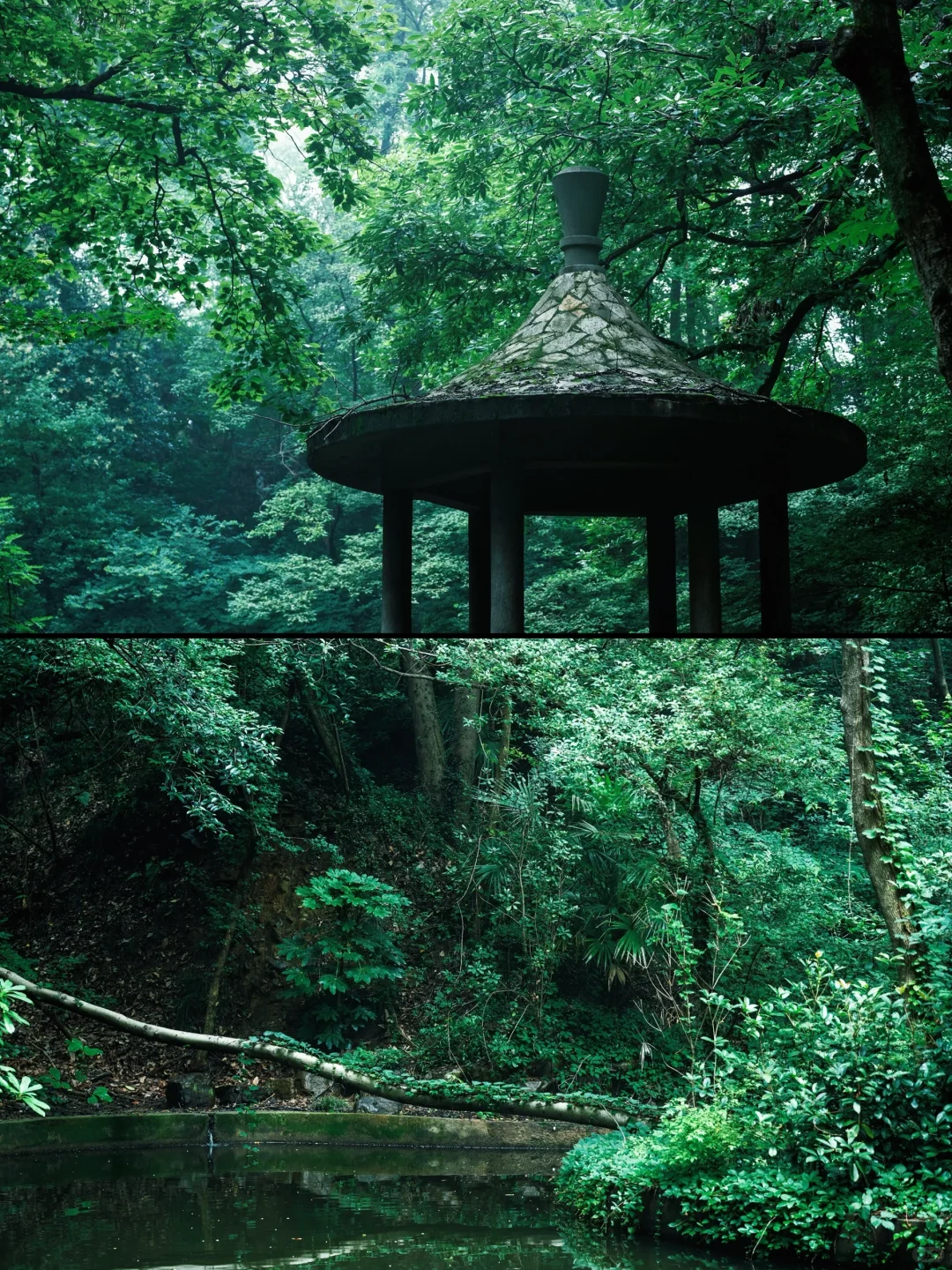 神秘感拉满❗南京本地人才知道的森林秘境