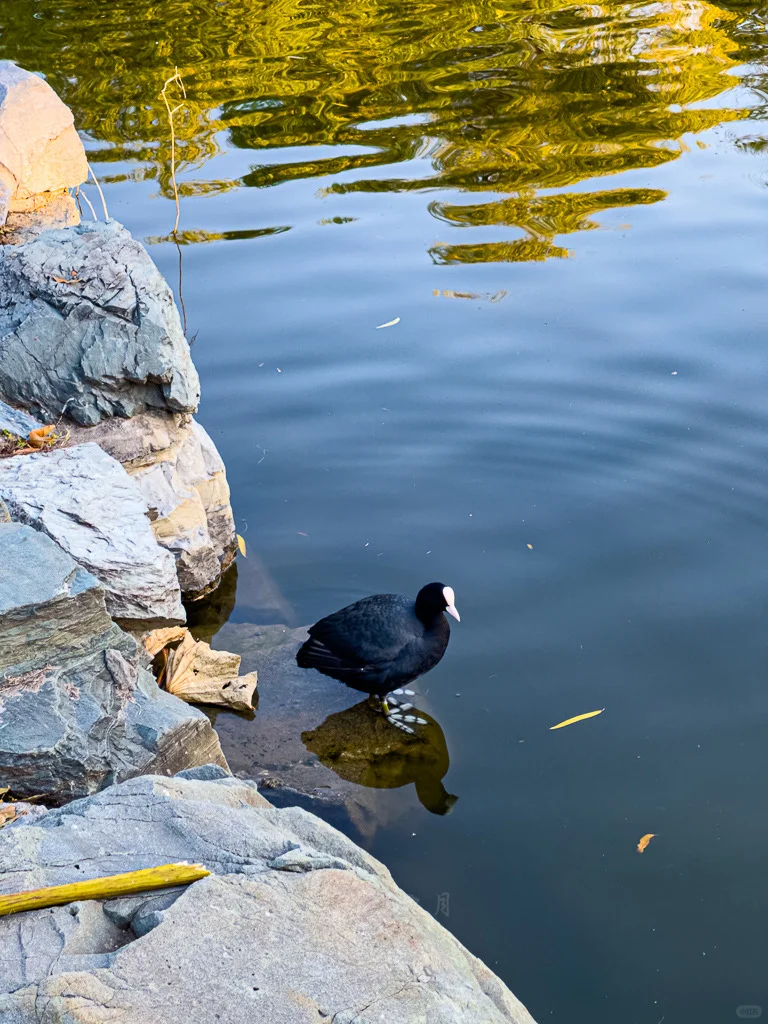 圆明园福海景区门口银杏树，金果挂枝秋染福