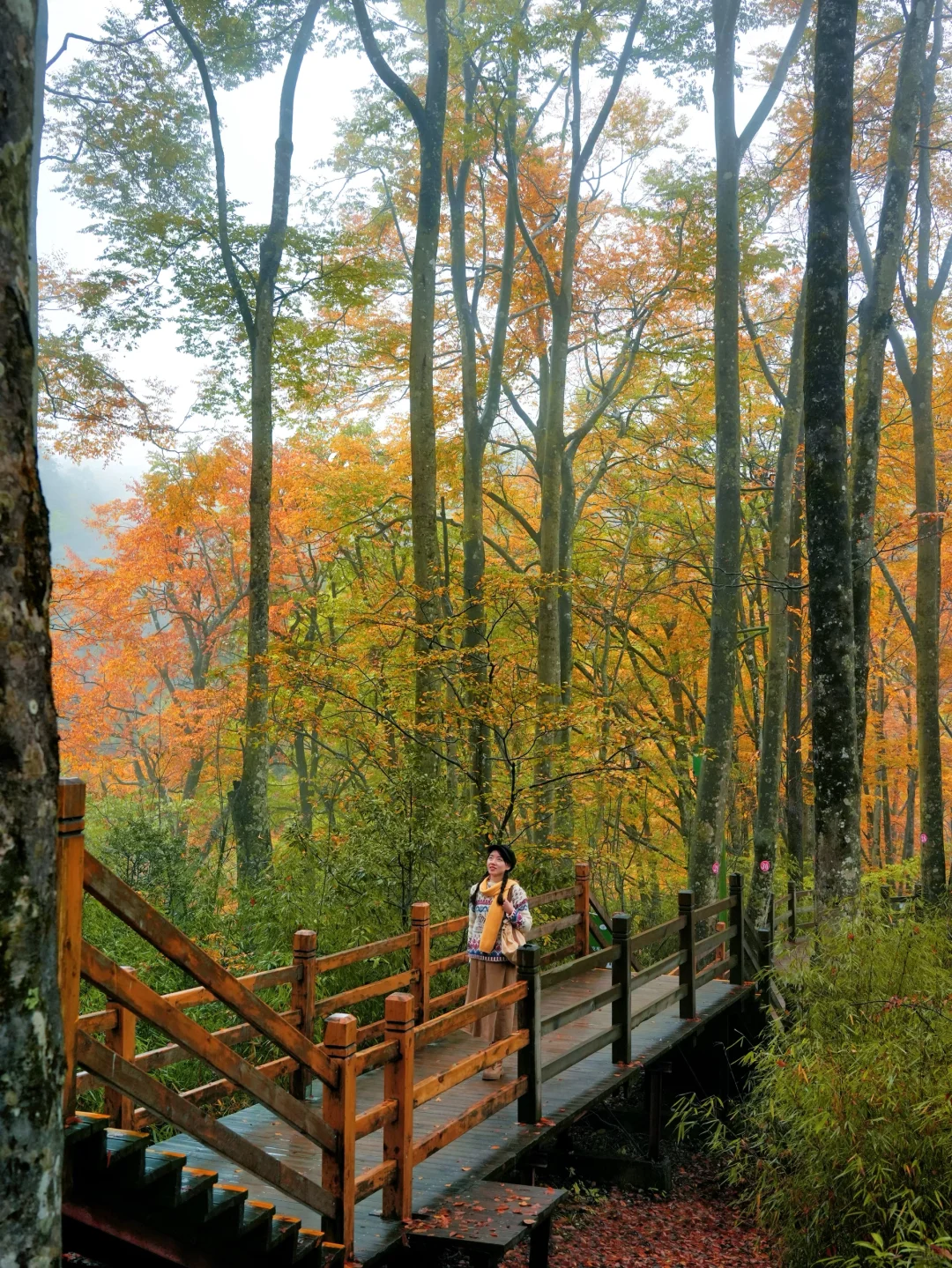 被《国家地理》安利的红叶第一山有多绝❗️
