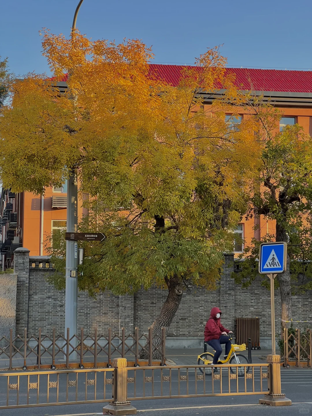 10.21live图｜北平的秋天，我替你看了‼️