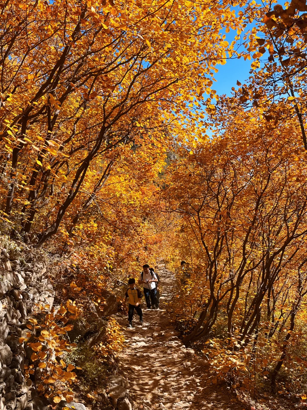 秋天一定要去沙河佛照山!!!🍁