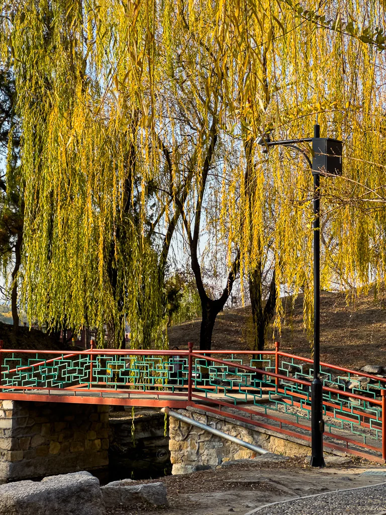 圆明园福海景区门口银杏树，金果挂枝秋染福