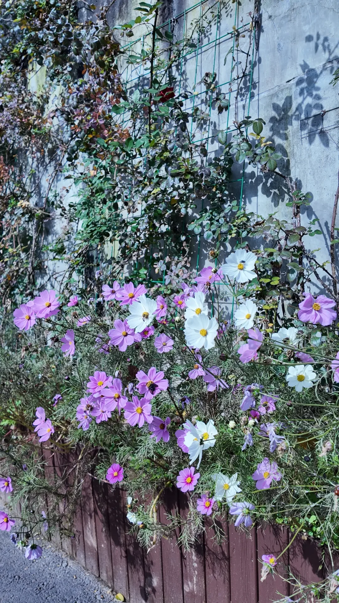 宝泉11.17悬崖过山车关闭、人流量预测