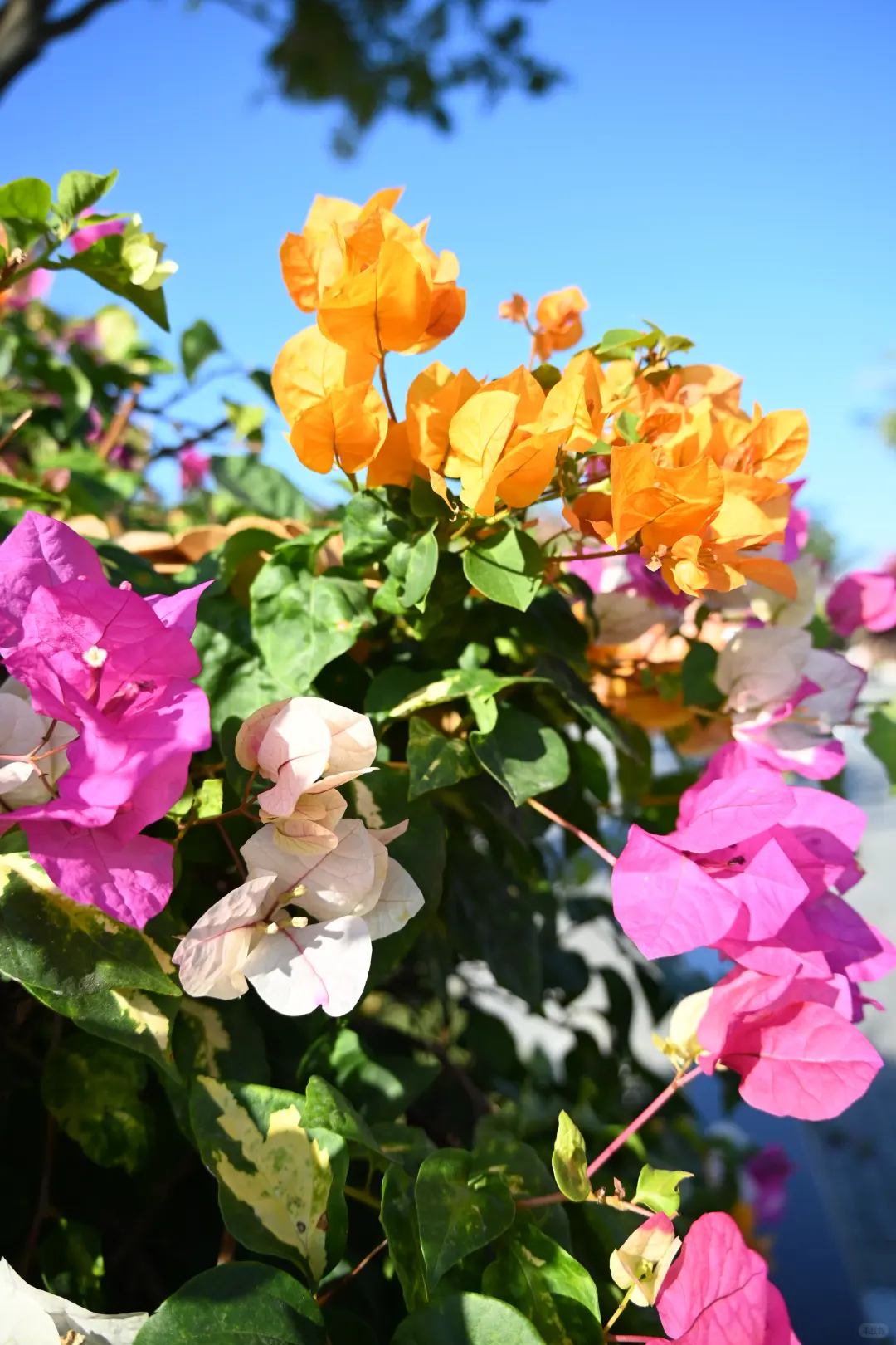 第119站 三亚-三角梅科博园