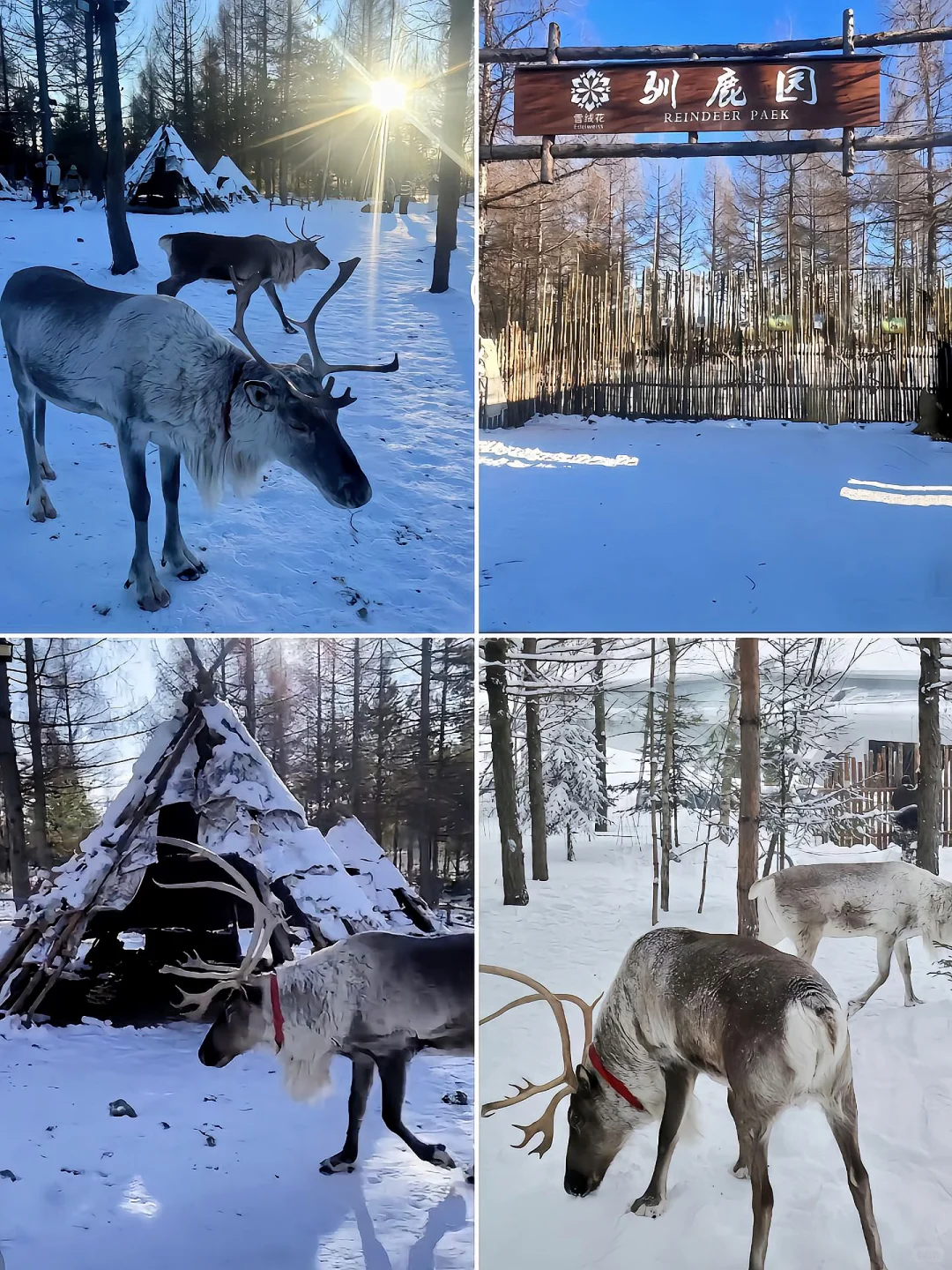 去哈尔滨必打卡的九大景点