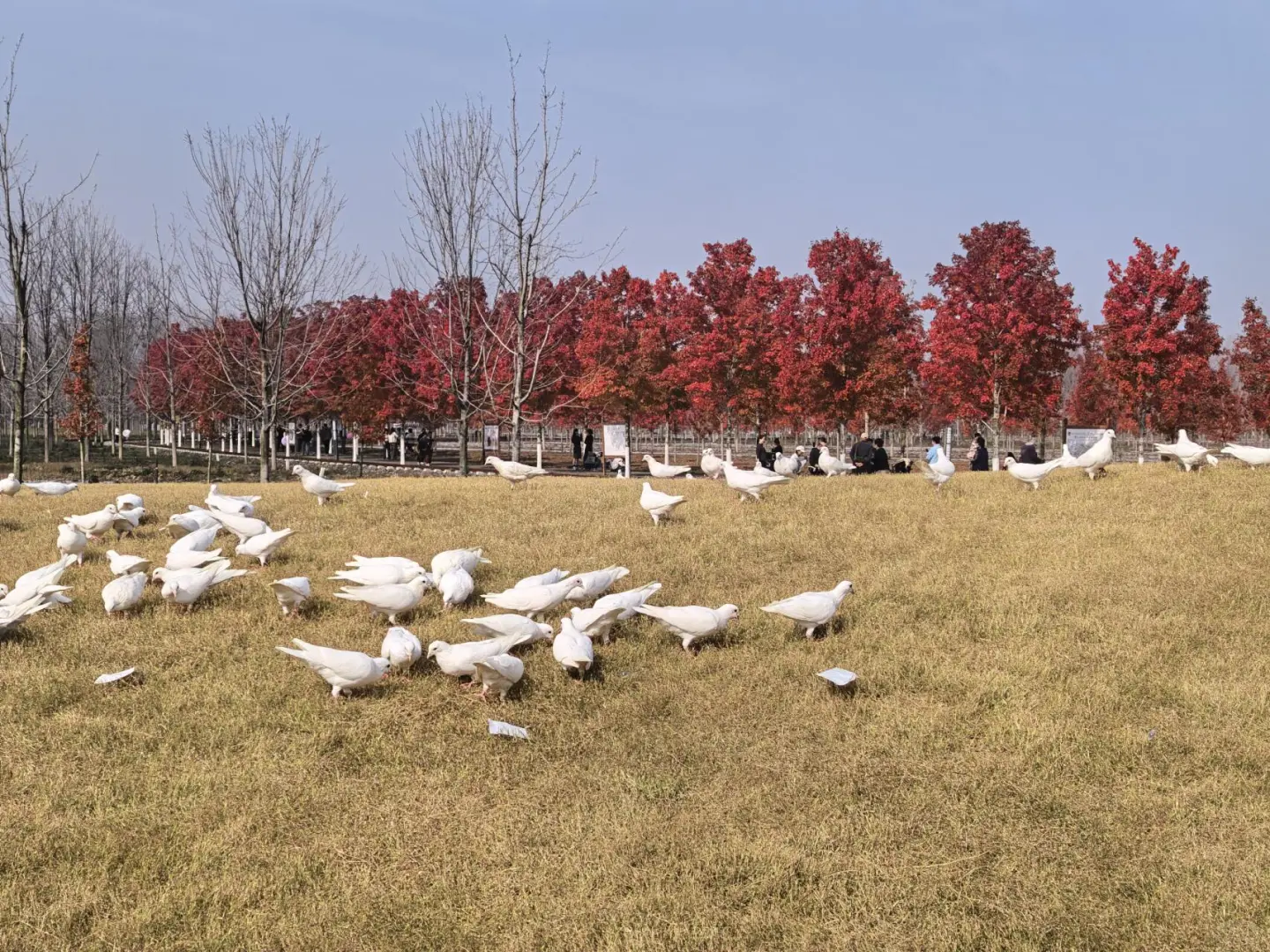 徐州秋天必来的公园坐火车赏枫、露营美翻了