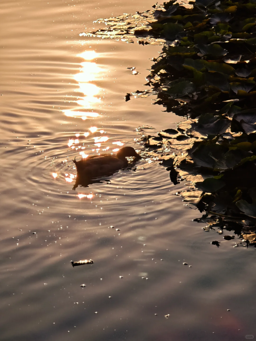 11.5实况❗天津古堡迎来了浪漫💞的时刻~