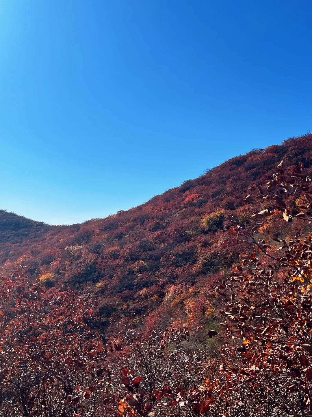 秋天一定要去沙河佛照山!!!🍁