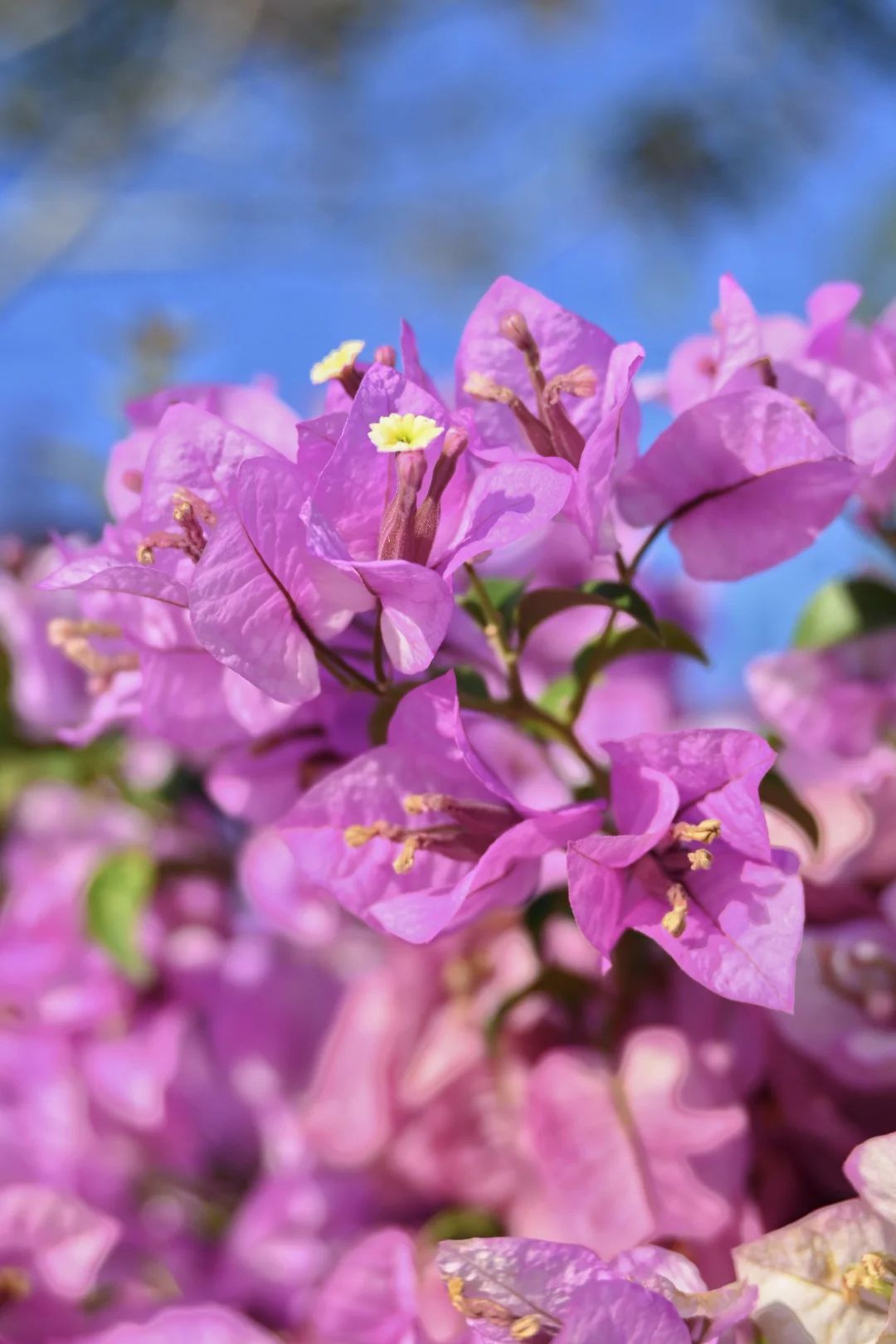 第119站 三亚-三角梅科博园