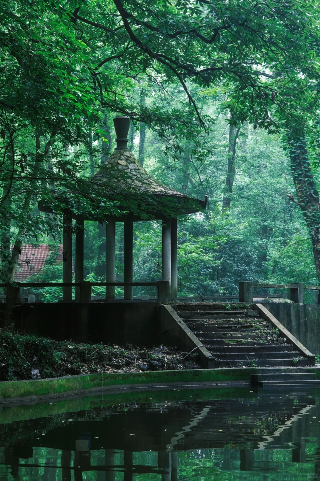 神秘感拉满❗南京本地人才知道的森林秘境