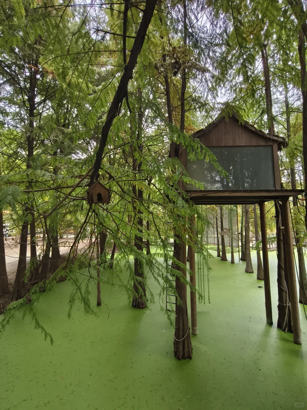 杭州‖水中森林,小仙女们必打卡