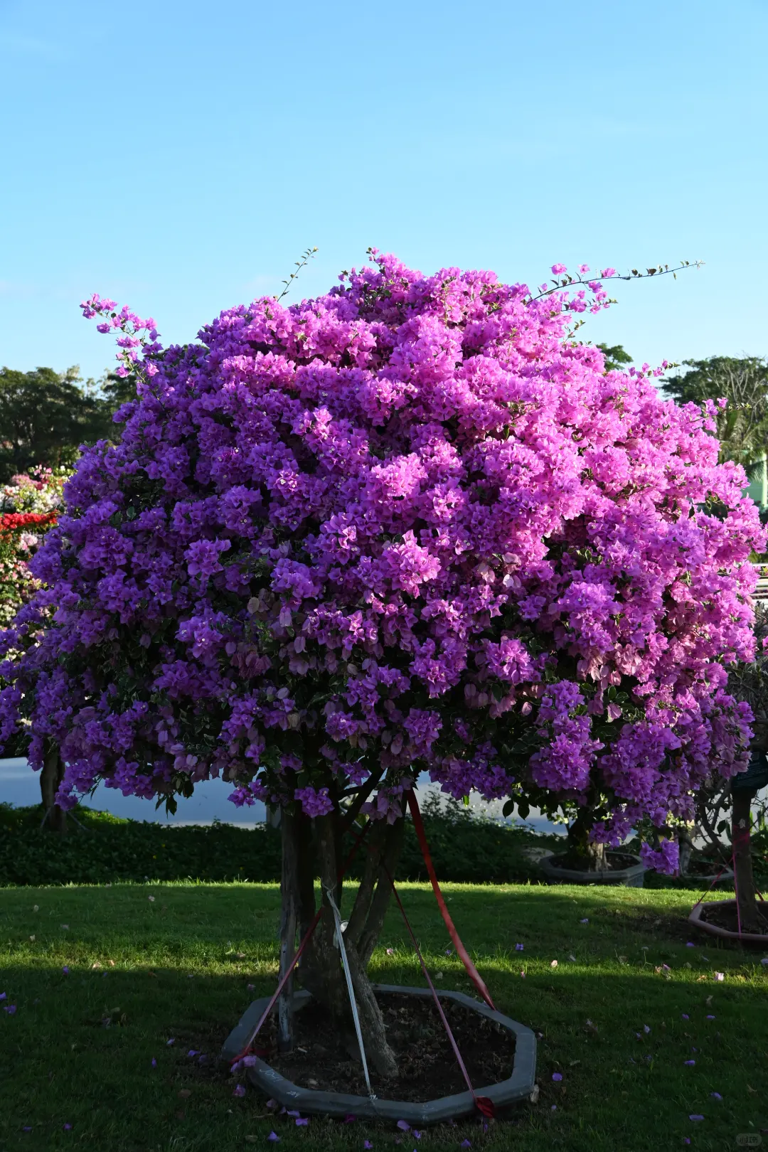 第119站 三亚-三角梅科博园