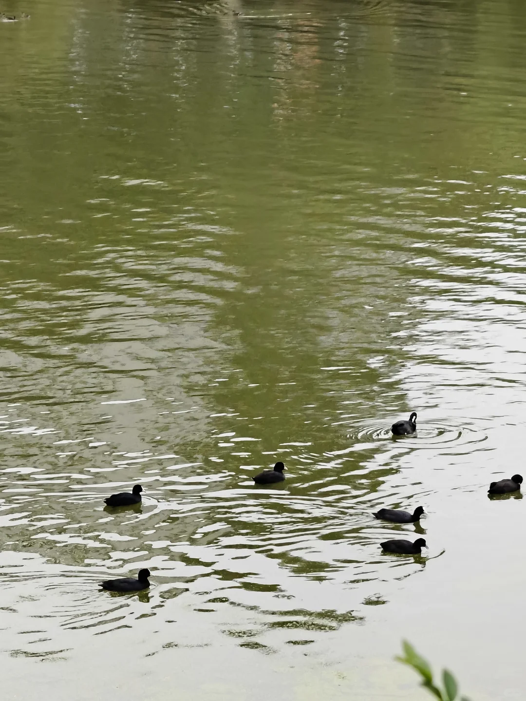 杭州‖水中森林，小仙女们必打卡