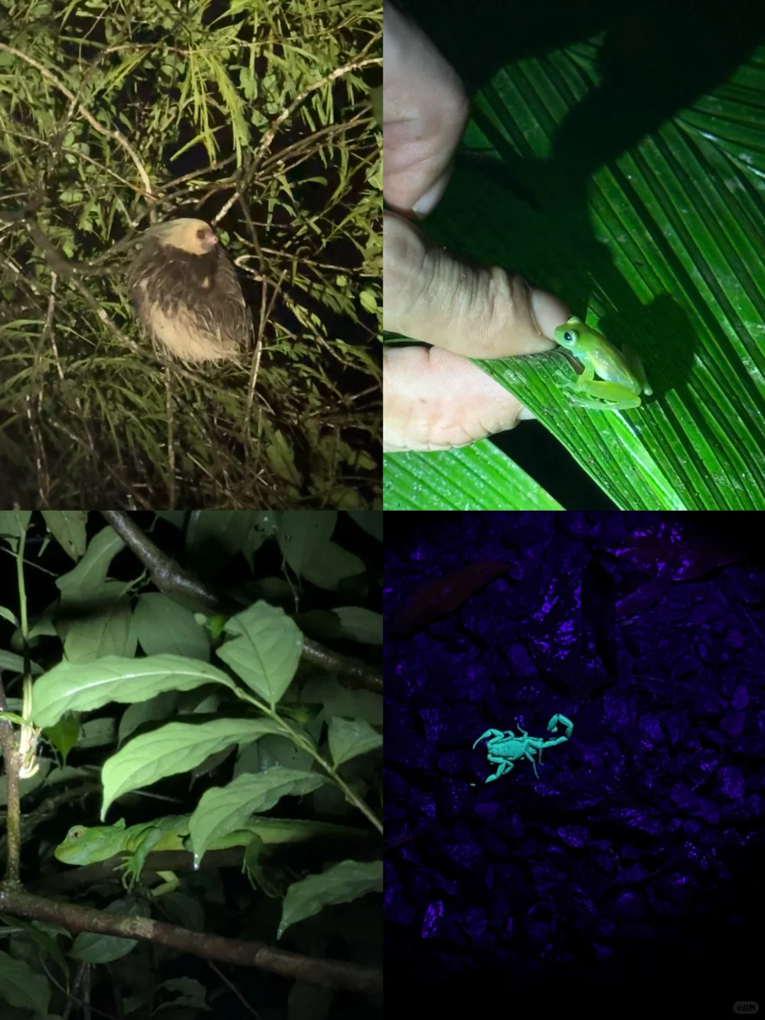 哥斯达黎加🇨🇷｜最全旅游攻略（上）