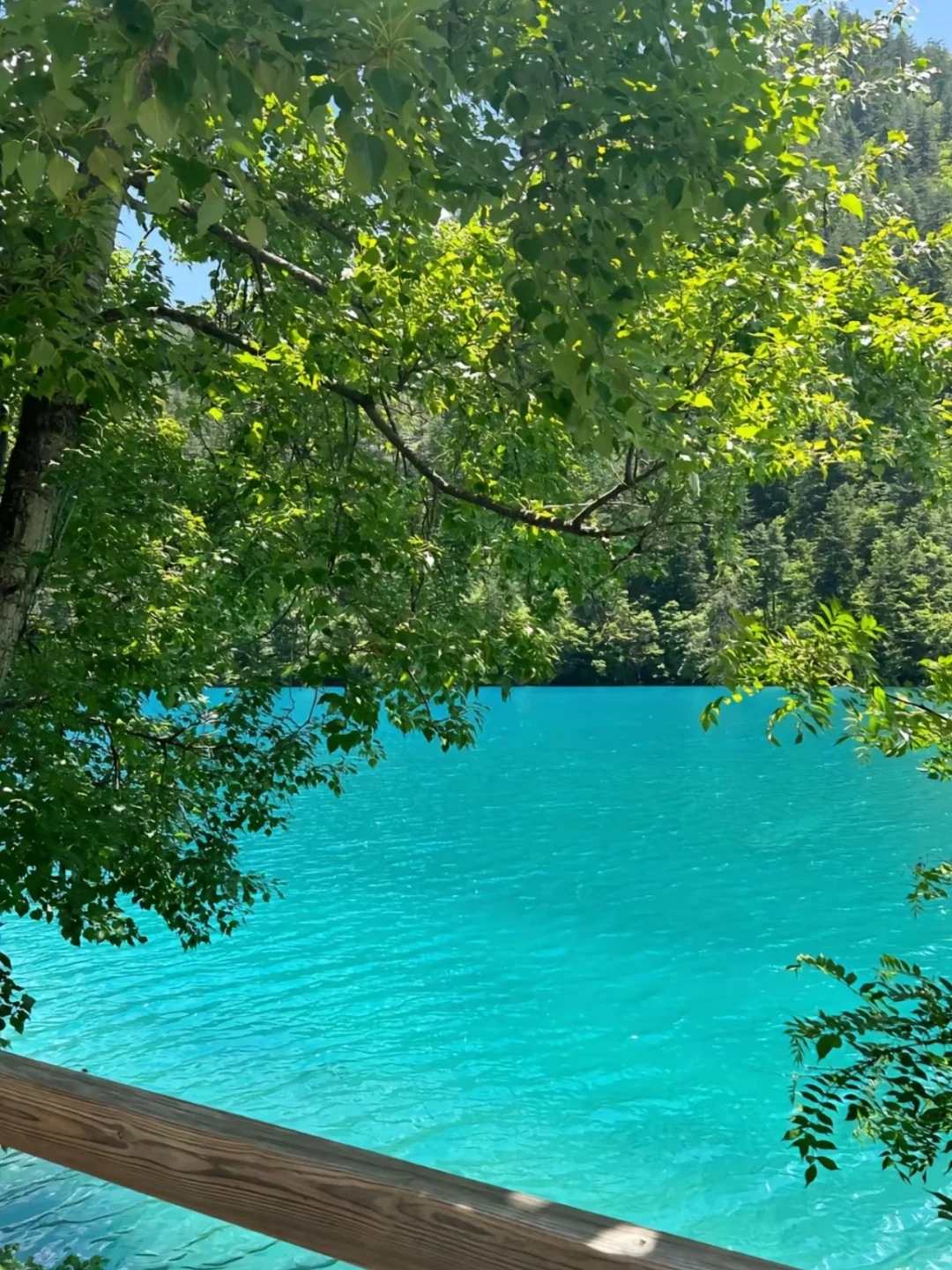 6.3📍九寨沟已回…一篇讲清楚九寨沟怎么避坑