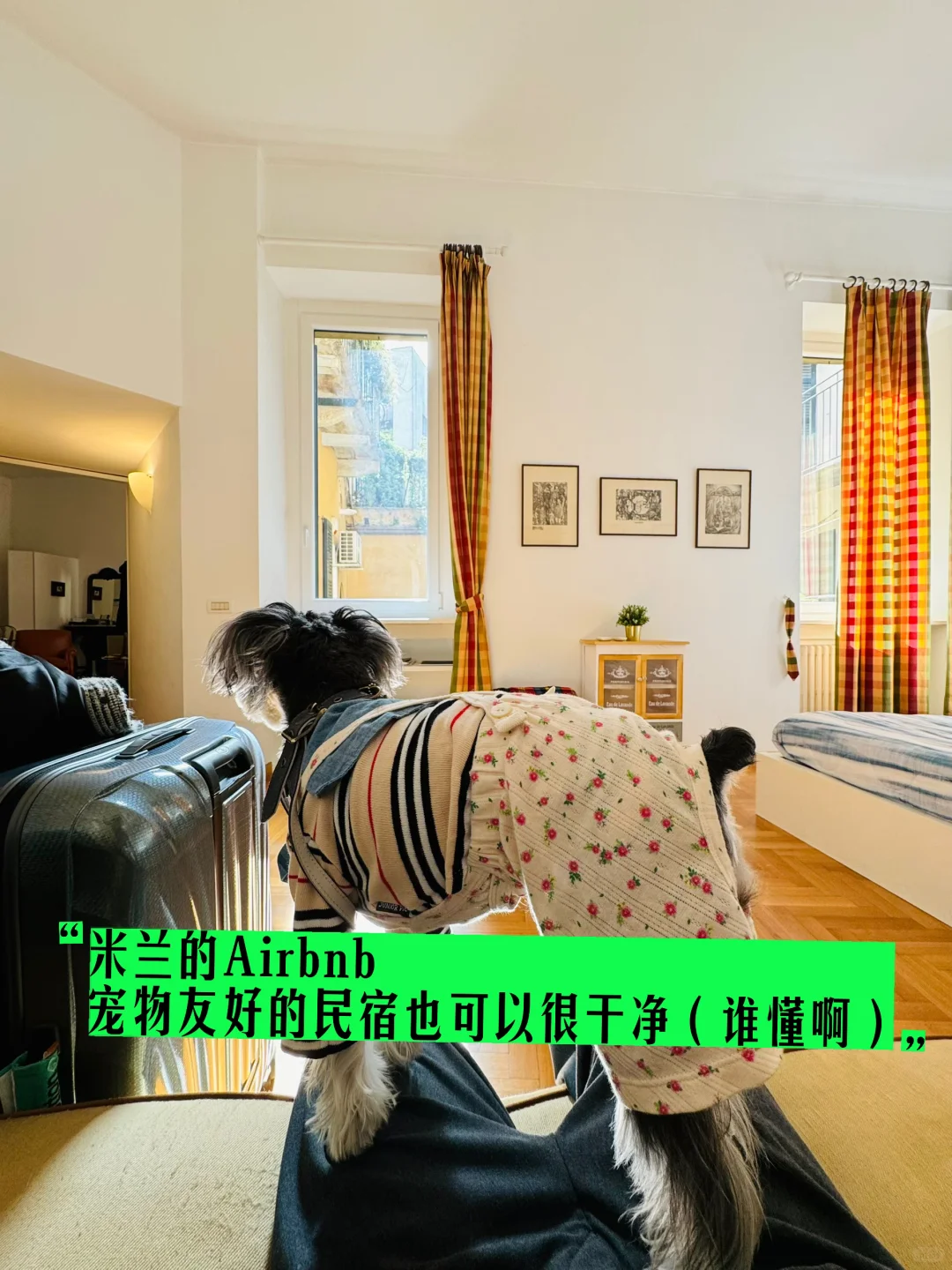 “意大利！小狗我从中国来旅游原来这么容易！”