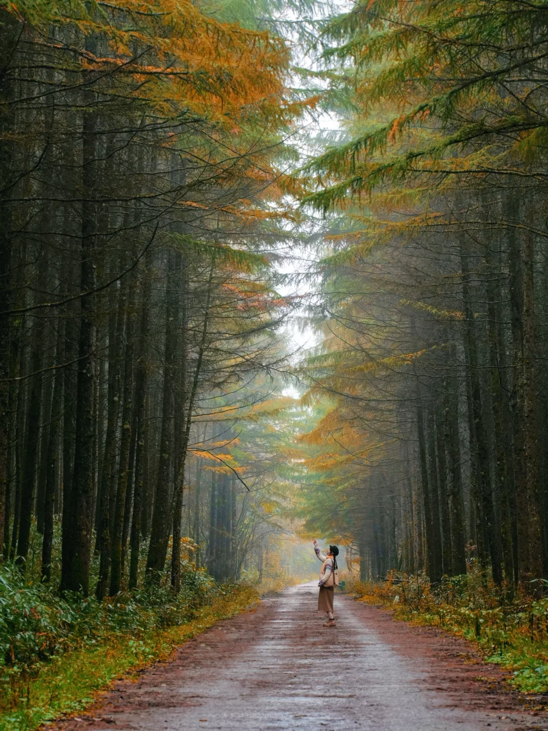 被《国家地理》安利的红叶第一山有多绝❗️