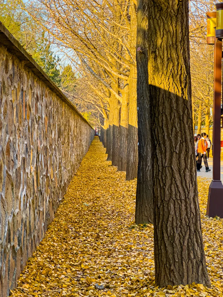 圆明园福海景区门口银杏树，金果挂枝秋染福