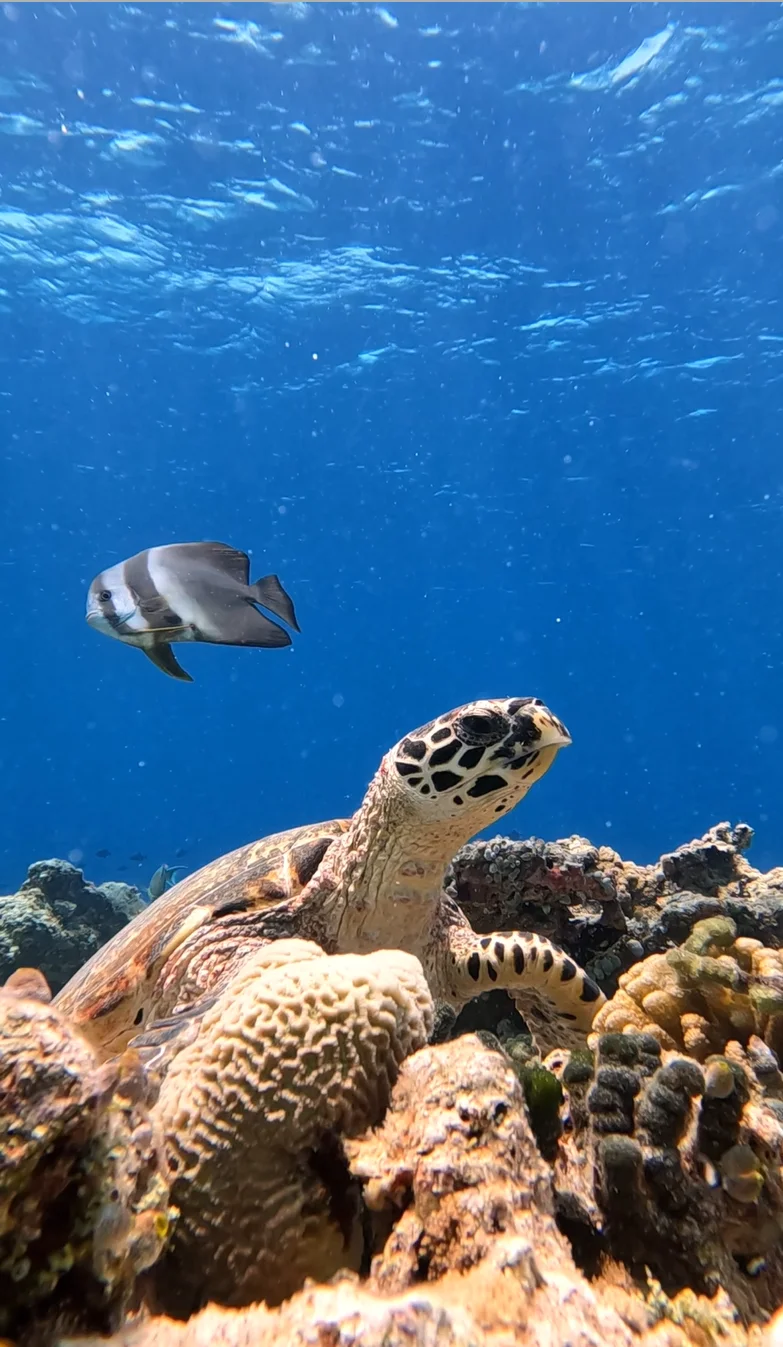 马尔代夫3000+一价全包,居然被质疑诈骗?