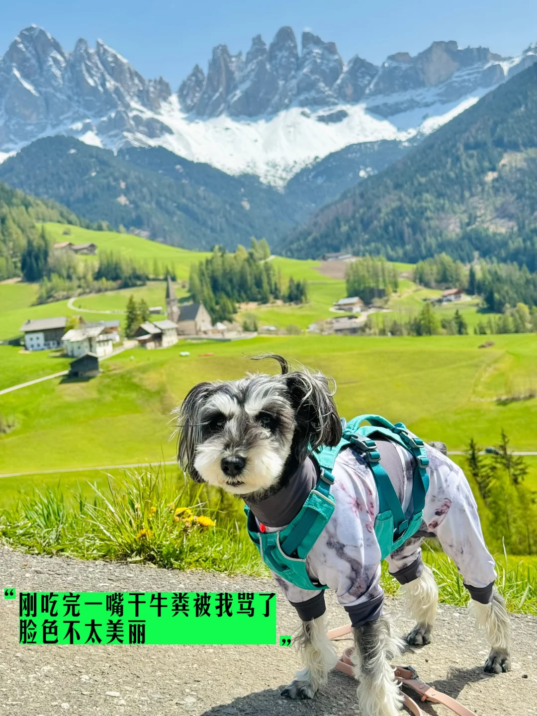 “意大利!小狗我从中国来旅游原来这么容易!”