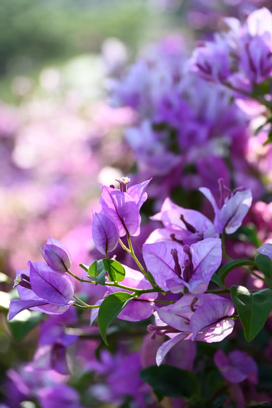 第119站 三亚-三角梅科博园