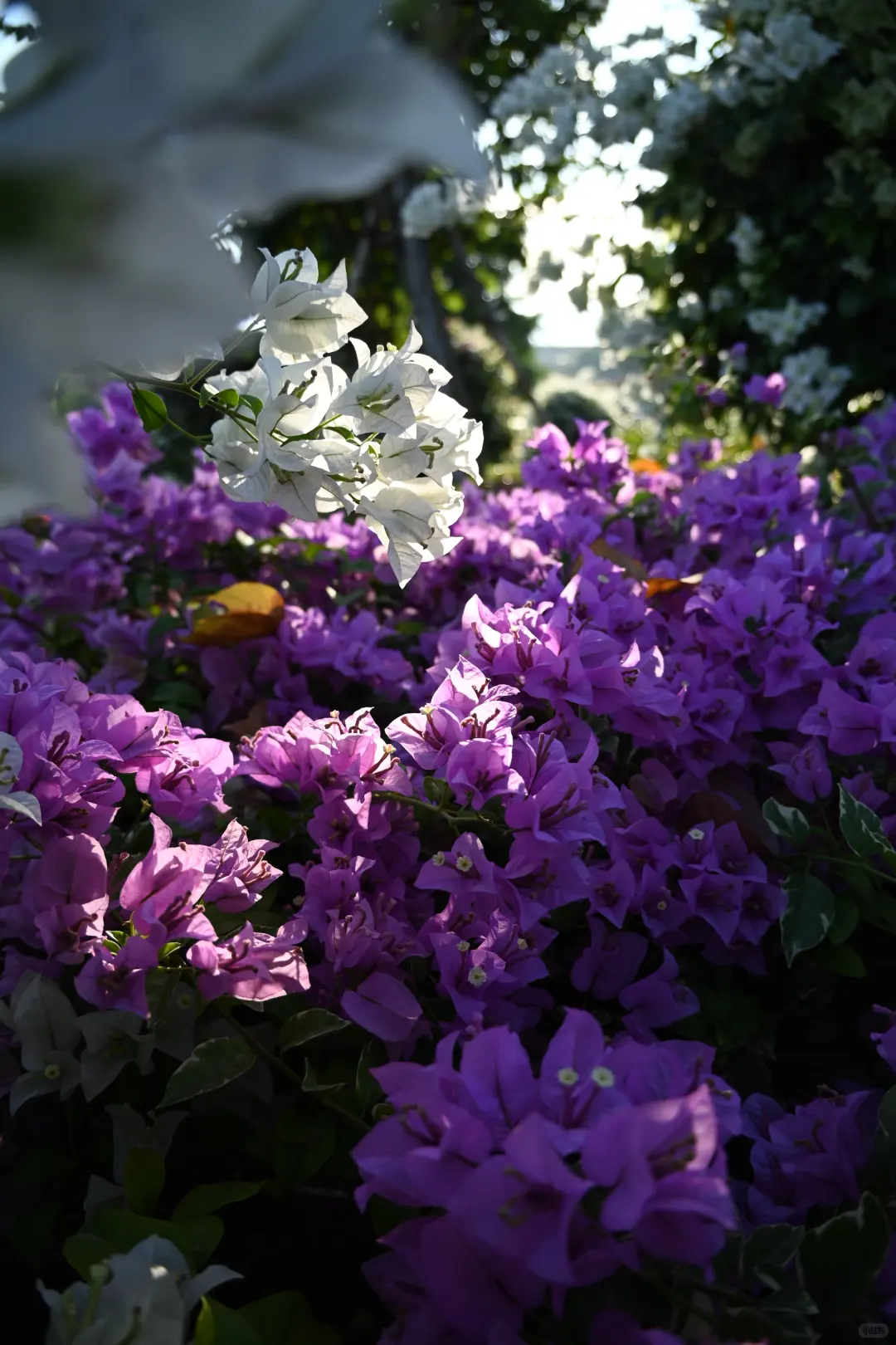 第119站 三亚-三角梅科博园