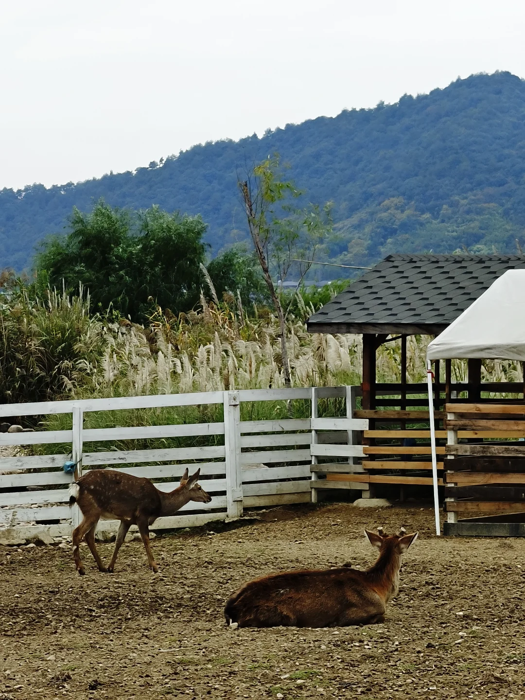 杭州‖水中森林,小仙女们必打卡