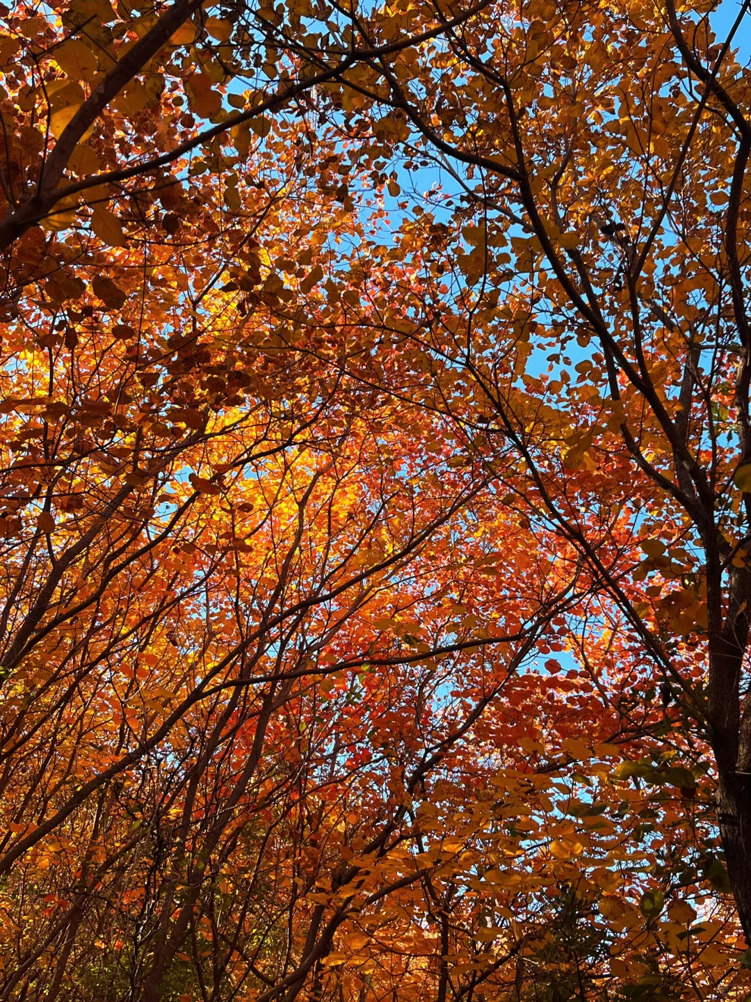 秋天一定要去沙河佛照山!!!🍁