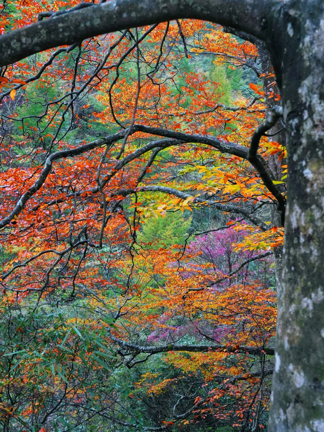 被《国家地理》安利的红叶第一山有多绝❗️