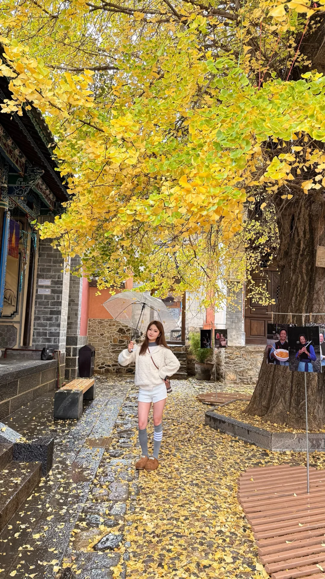 🍁在大理银杏小众景点我拍到了“北平的秋”✨