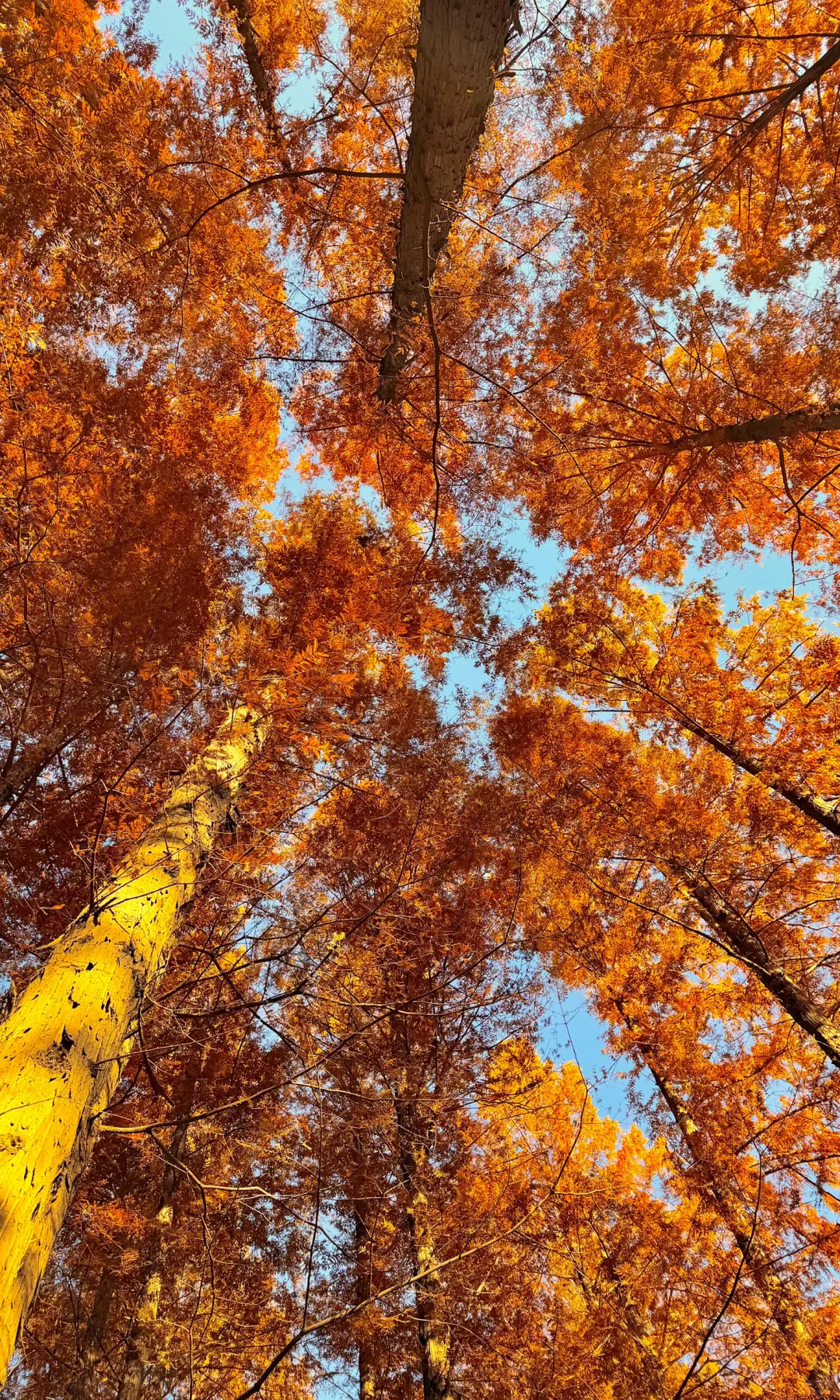 2025.11.9｜北京植物园杀疯了！！！！！！！！！！！！！