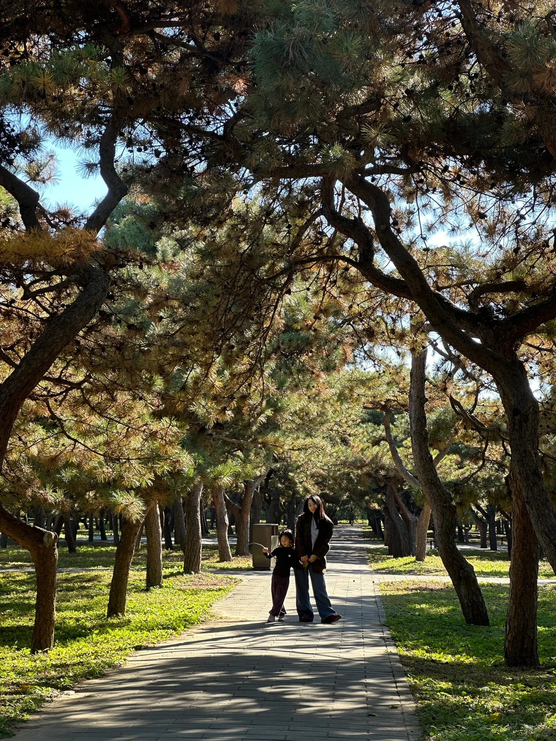 天坛的古松林，漫溢的秋意与松影