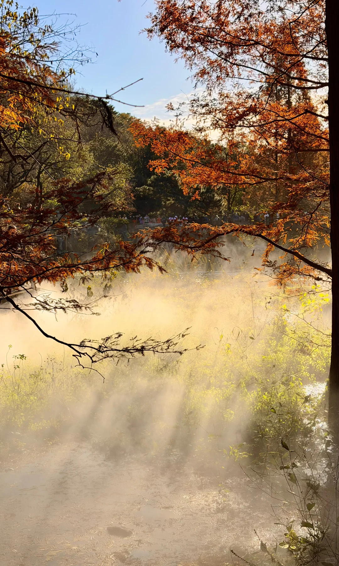 2025.11.9｜北京植物园杀疯了！！！！！！！！！！！！！