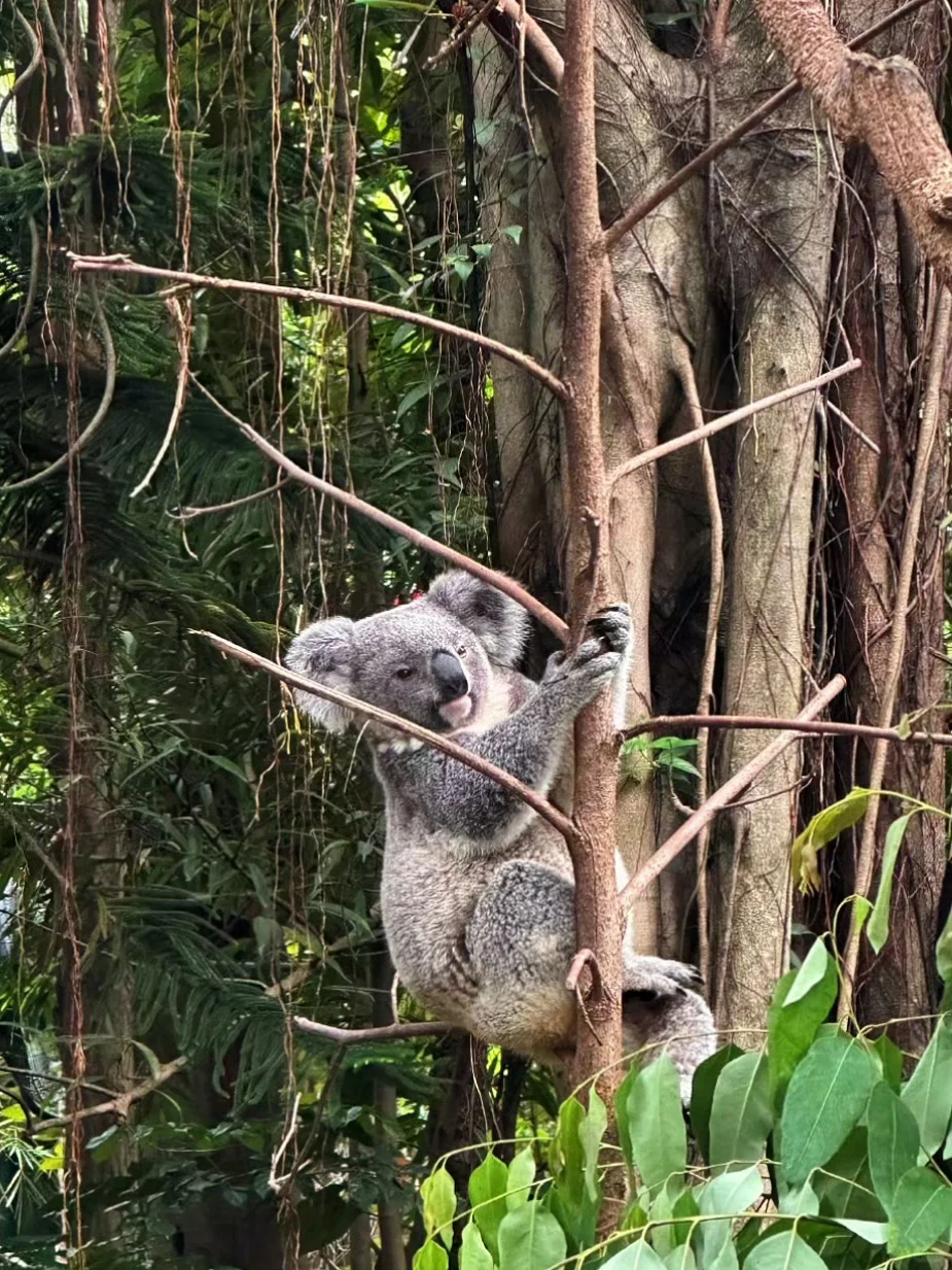 长隆内部员工说些大实话，广州长隆真的划算