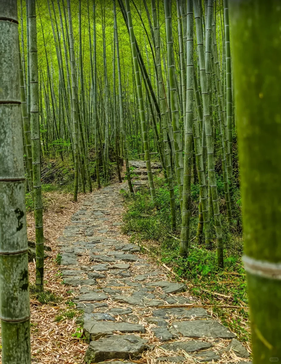京都包车一日游｜轻松暴走5大景点不赶趟