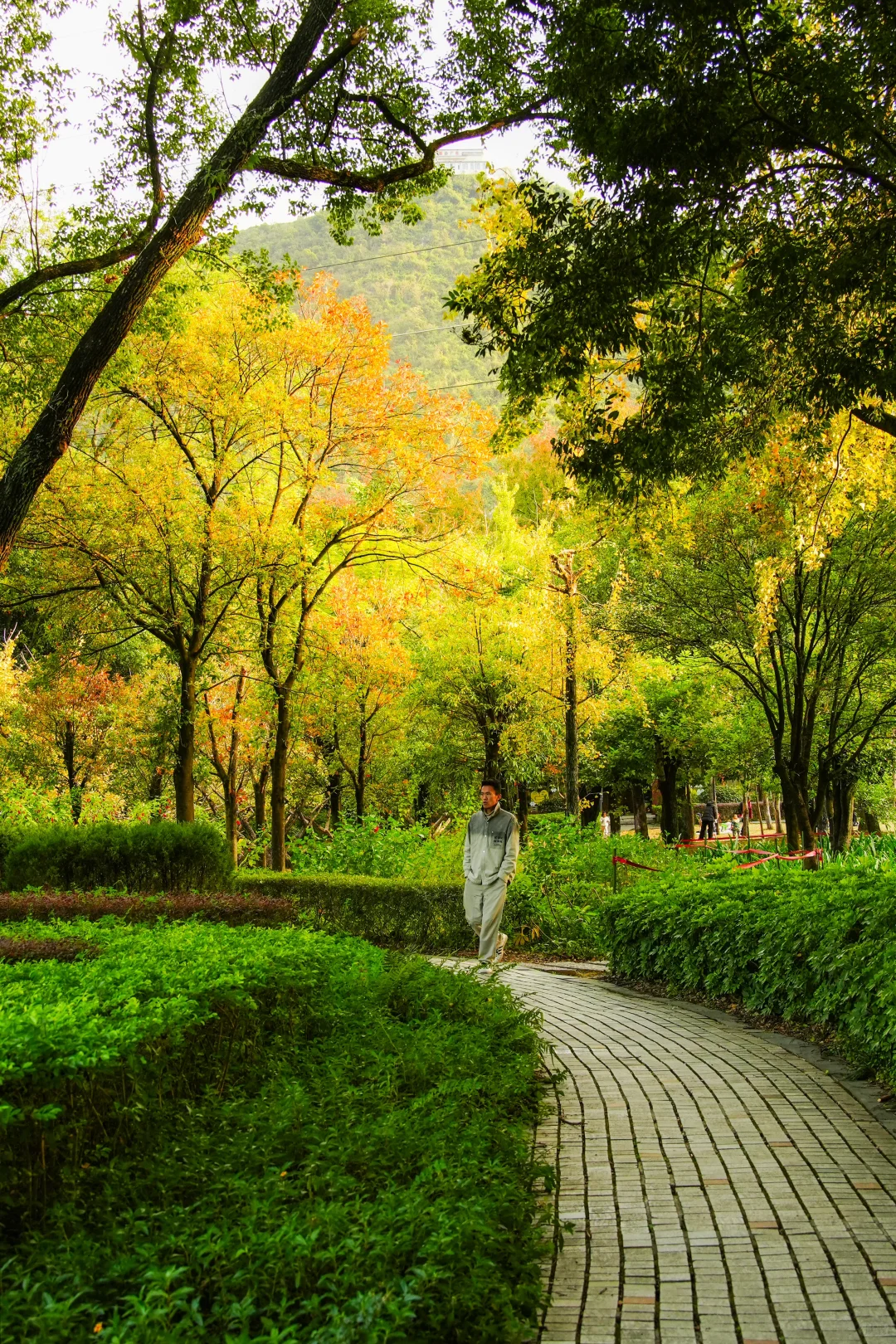 可以错过门票贵的景点，但别错过免费植物园