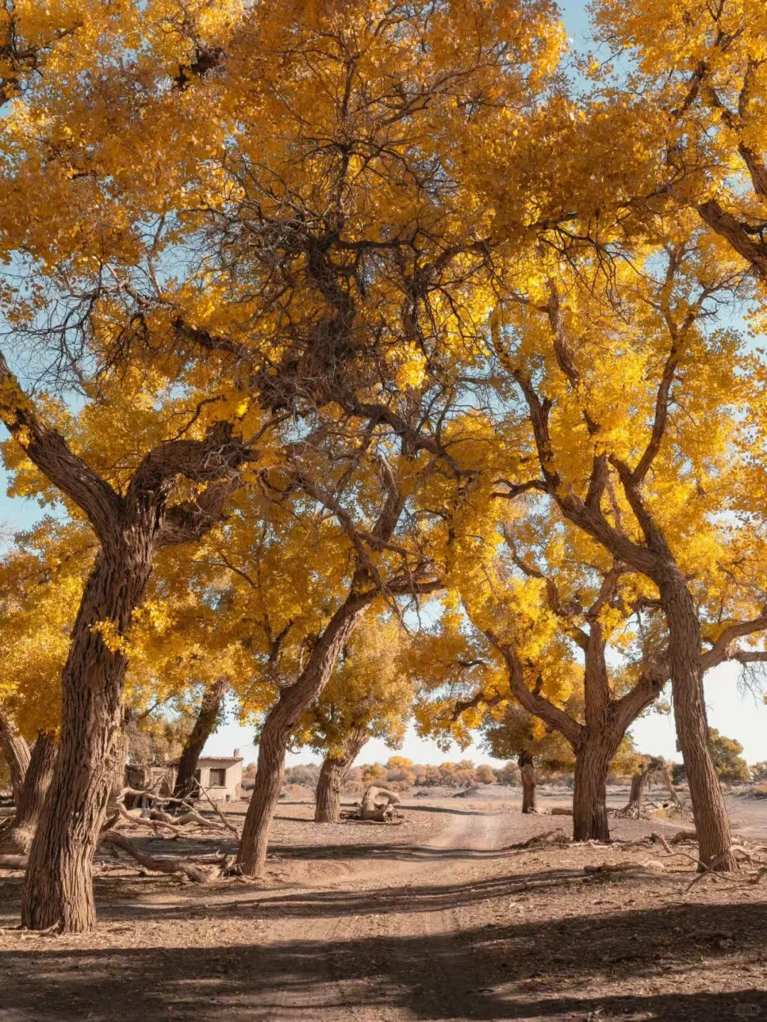 下一个爆款秋日旅行地！不是新疆！超出片！