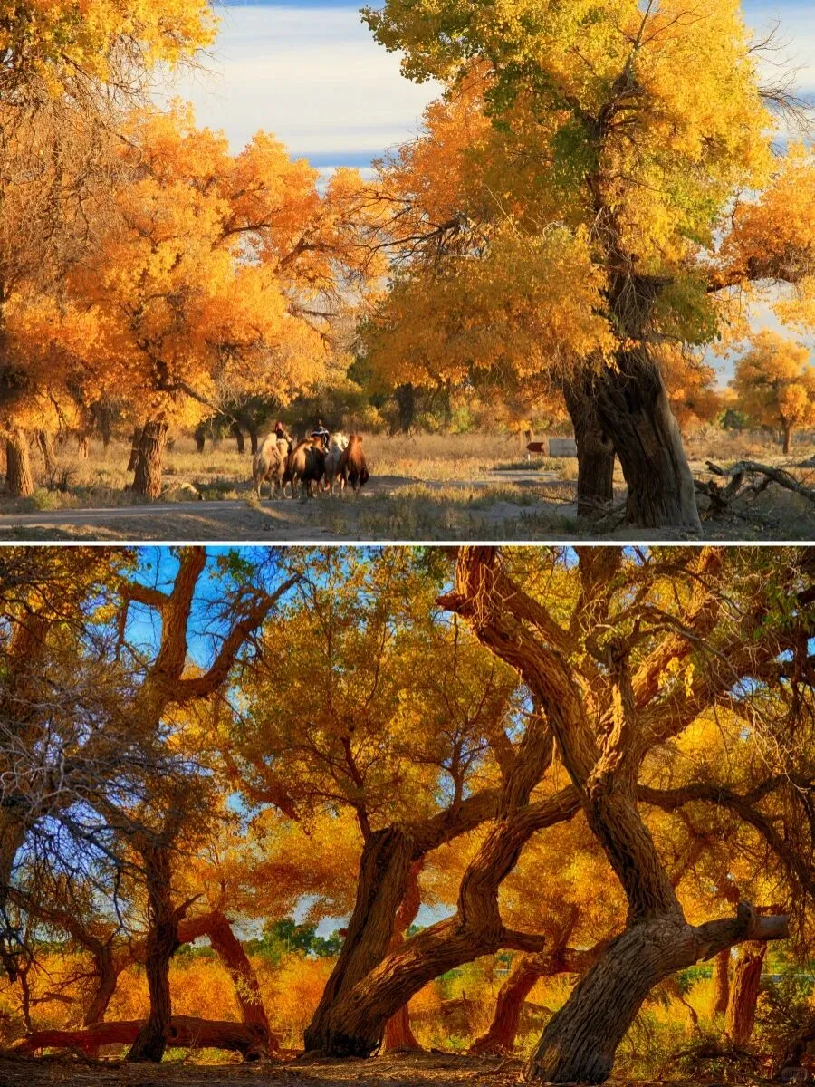 下一个爆款秋日旅行地！不是新疆！超出片！