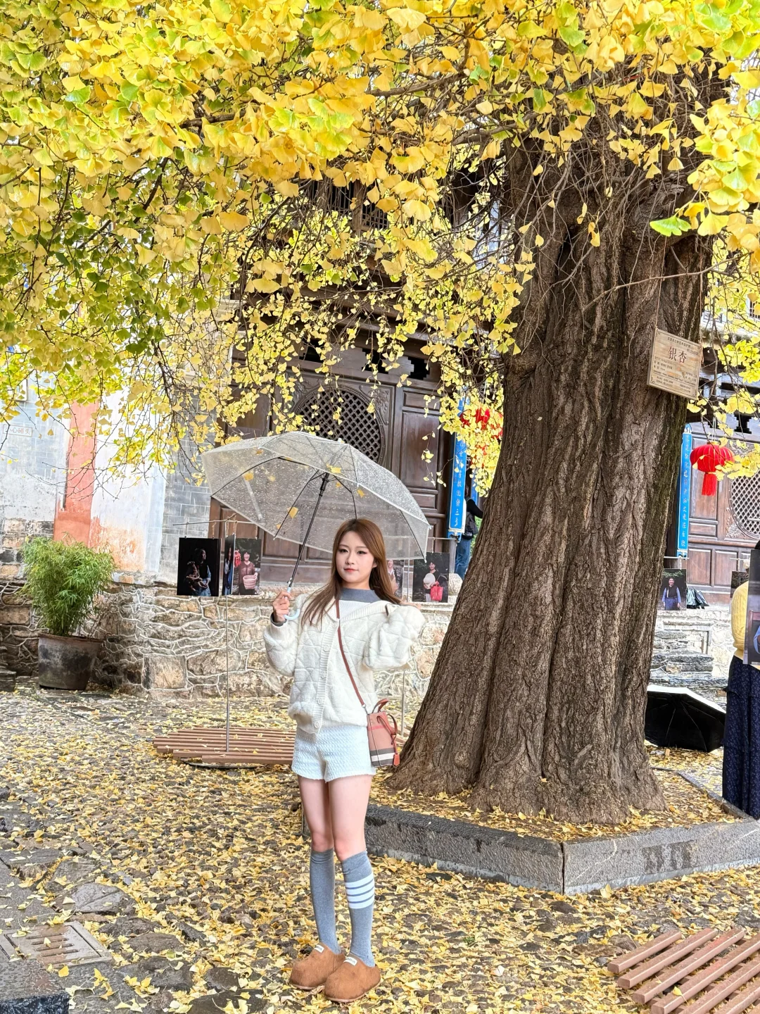 🍁在大理银杏小众景点我拍到了“北平的秋”✨