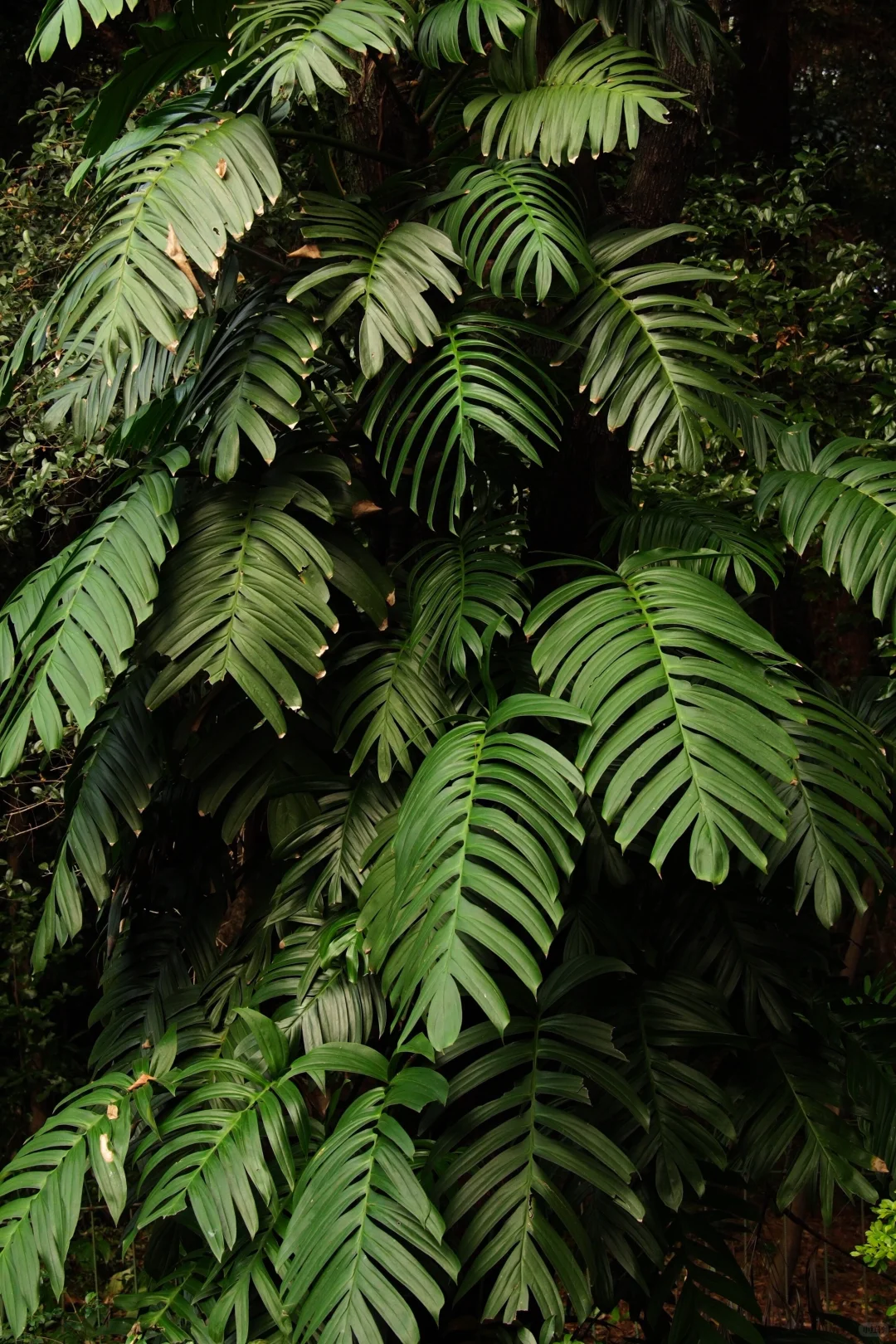 可以错过门票贵的景点，但别错过免费植物园