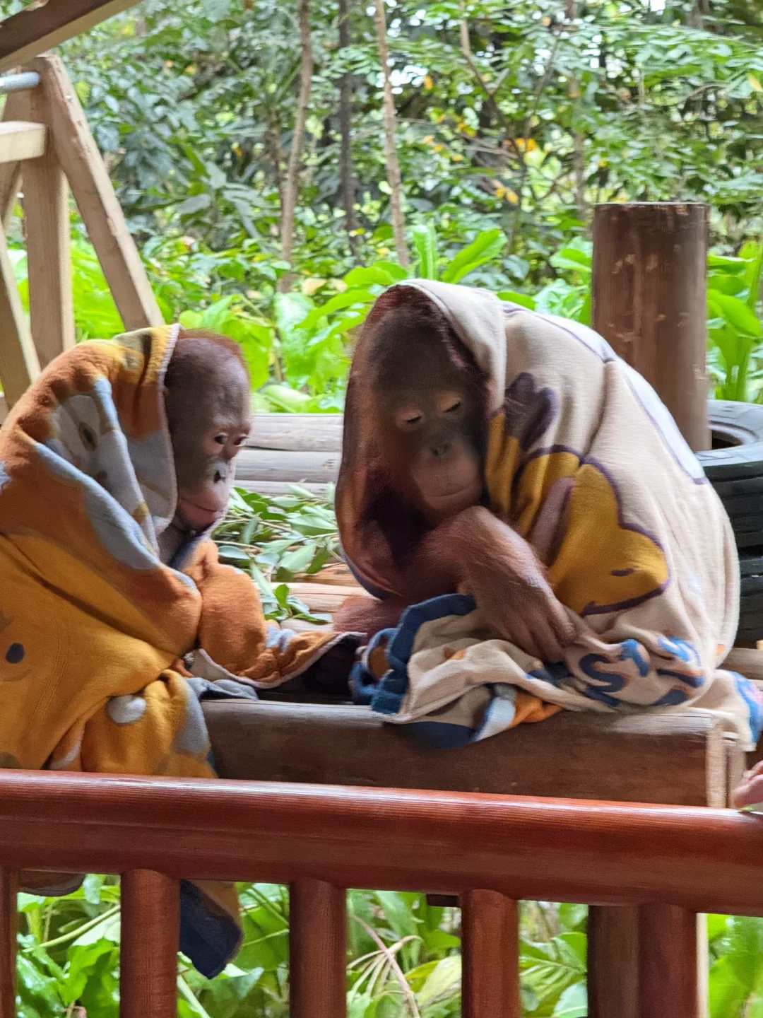 长隆内部员工说些大实话，广州长隆真的划算