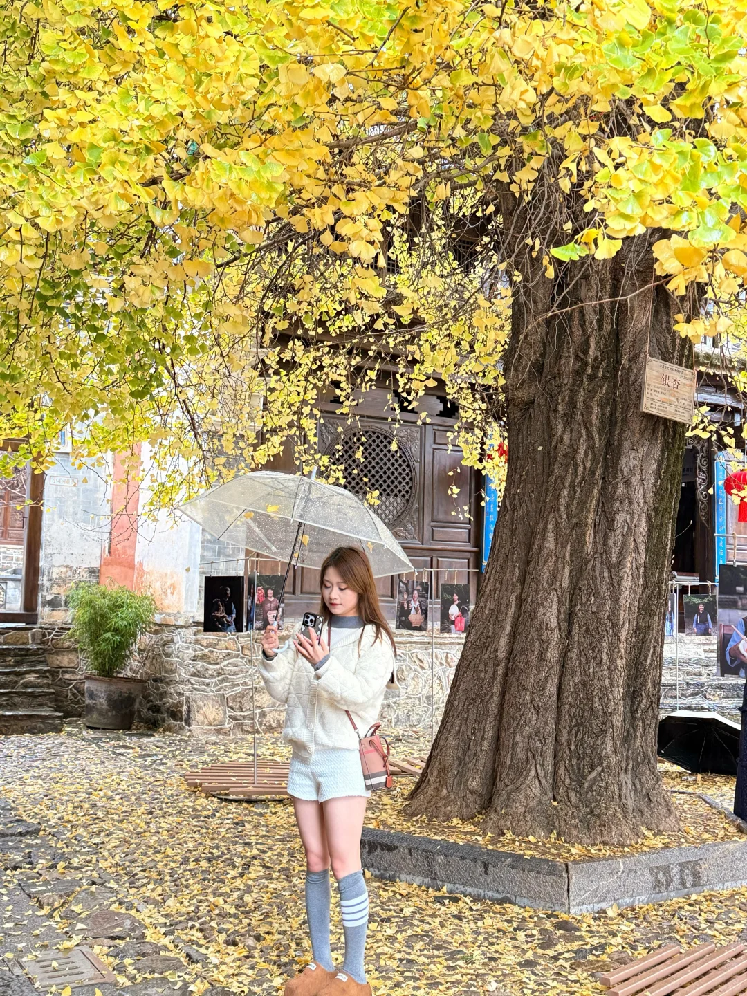 🍁在大理银杏小众景点我拍到了“北平的秋”✨