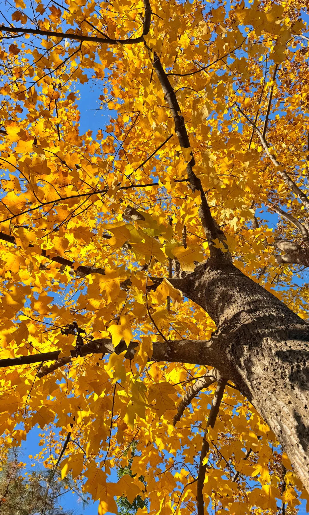 2025.11.9｜北京植物园杀疯了！！！！！！！！！！！！！