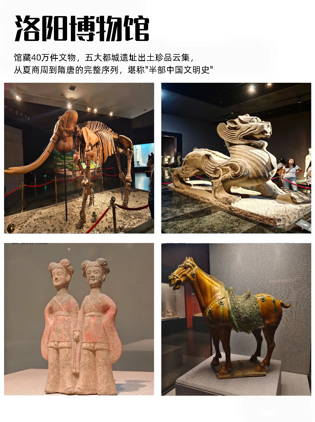 新疆享｜洛阳36家景区惠玩+开封宋韵深度游