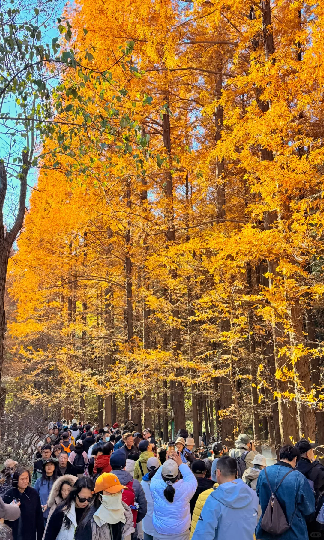 2025.11.9｜北京植物园杀疯了！！！！！！！！！！！！！