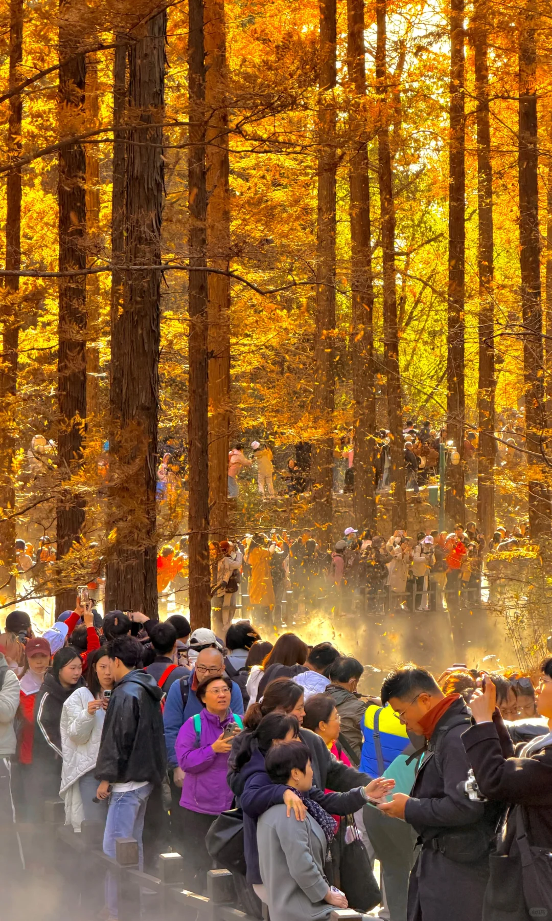 2025.11.9｜北京植物园杀疯了！！！！！！！！！！！！！