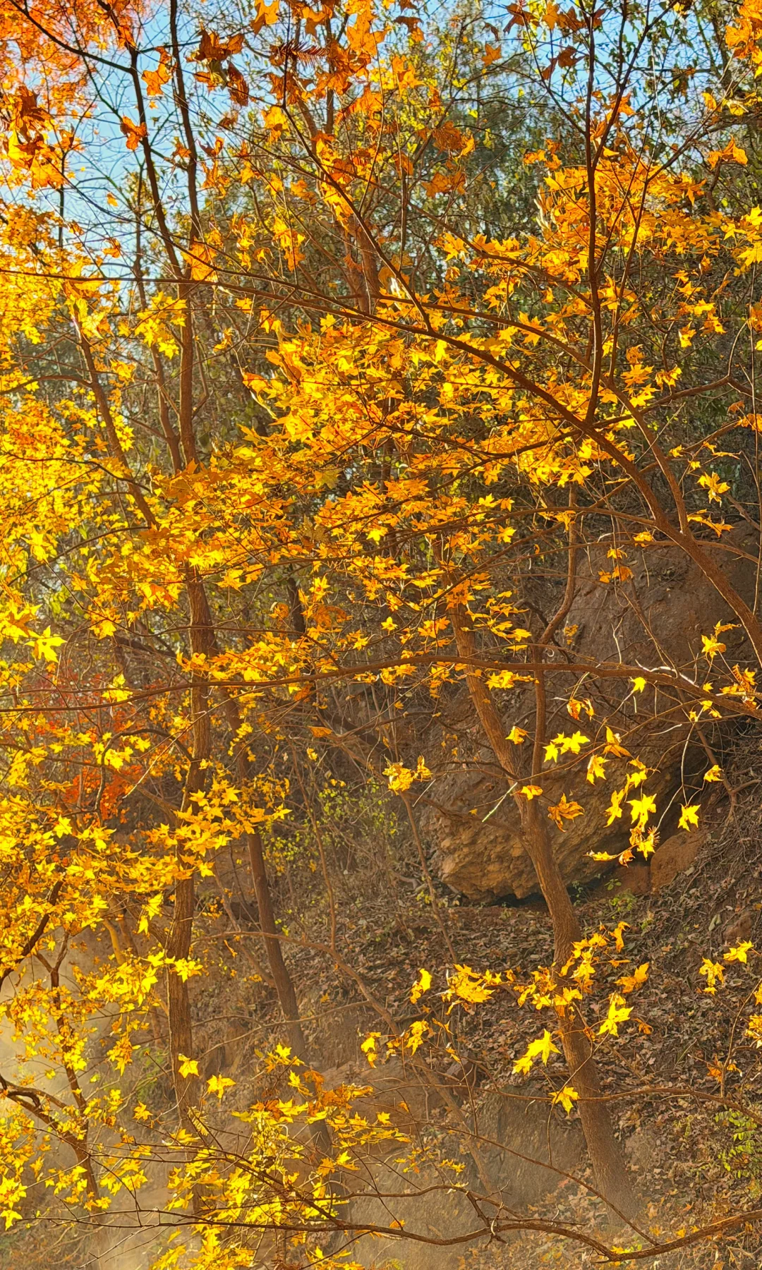 2025.11.9｜北京植物园杀疯了！！！！！！！！！！！！！